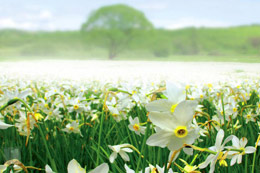 The Narcissus Valley