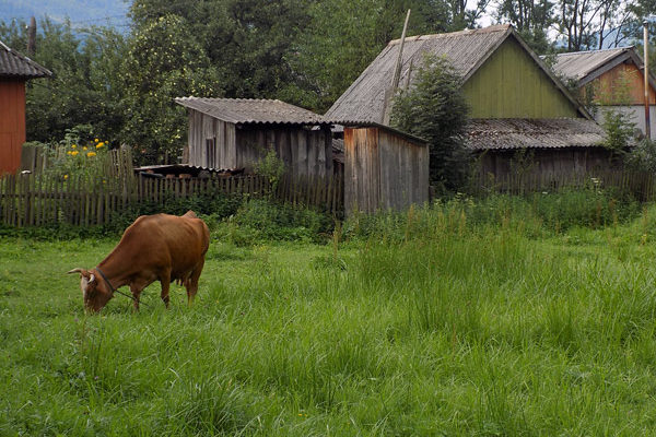 cow-village-ukraine-landscape