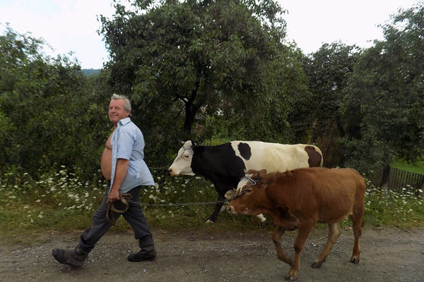 men-ukraine-village-rural-cows
