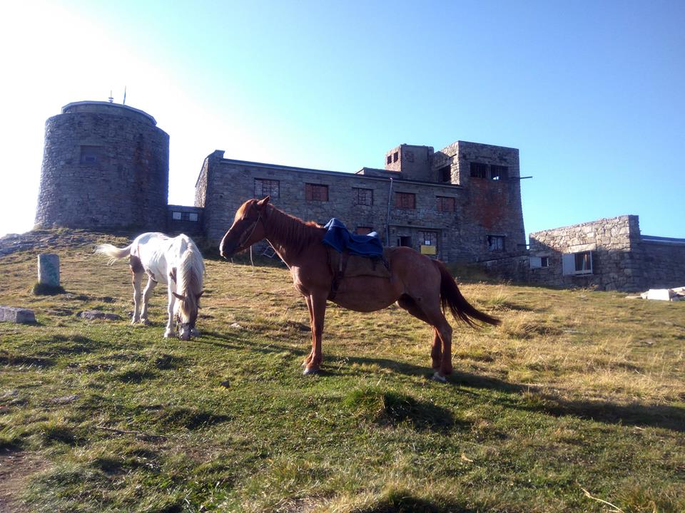 horses observatory pip ivan tour